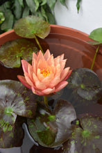 Cargar imagen en el visor de la galería, Pack Nenúfar Wanvisa