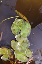 Cargar imagen en el visor de la galería, Nenúfar Colorado
