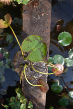 Cargar imagen en el visor de la galería, Nenúfar Colorado