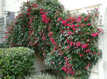 Cargar imagen en el visor de la galería, Ipomea horsfalliae