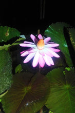 Cargar imagen en el visor de la galería, Nenúfar rosado