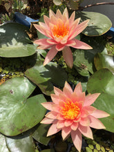 Cargar imagen en el visor de la galería, Nenúfar Colorado
