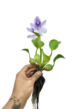 Cargar imagen en el visor de la galería, Jacinto de agua- planta flotante