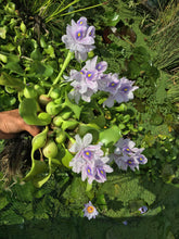 Cargar imagen en el visor de la galería, Jacinto de agua- planta flotante