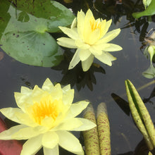Cargar imagen en el visor de la galería, Nenúfar amarillo
