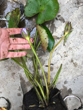 Cargar imagen en el visor de la galería, Nenúfar morado