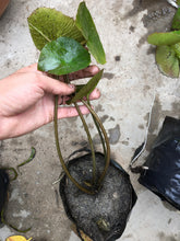 Cargar imagen en el visor de la galería, Nenúfar rosado