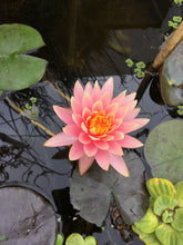 Cargar imagen en el visor de la galería, Nenúfar Colorado