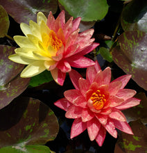 Cargar imagen en el visor de la galería, Nenúfar Wanvisa