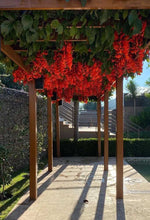 Cargar imagen en el visor de la galería, Mucuna bennettii