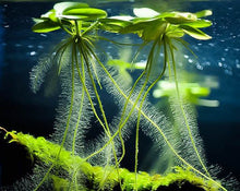 Cargar imagen en el visor de la galería, Lentejón de agua x 3 - planta acuática flotante