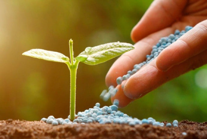 Fertilización de Plantas: Guía Básica