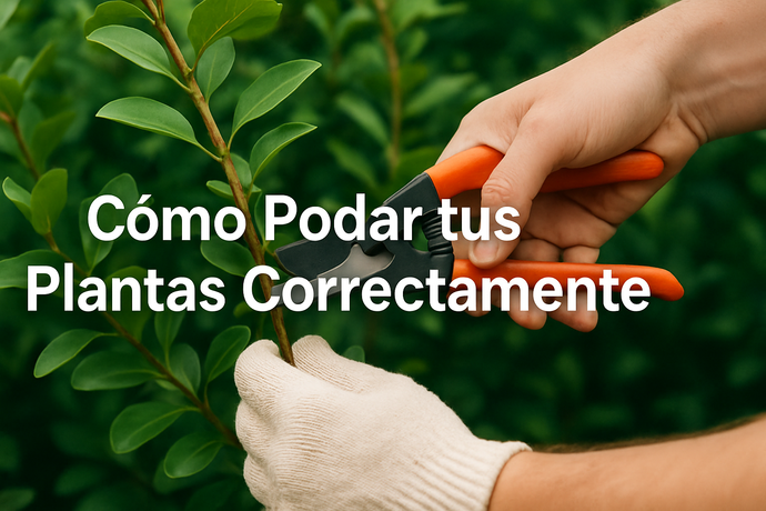 Guía Completa de Poda de Plantas: Cuándo, Cómo y Por Qué Podar