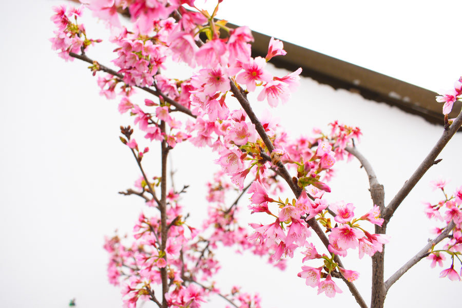 La flor de sakura - Leyenda