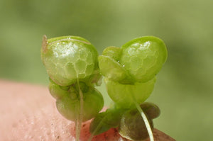 Lemna Gibba