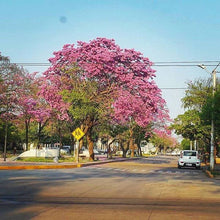 Cargar imagen en el visor de la galería, Lapacho rosado - Tabebuia
