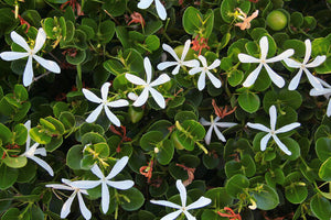 Carissa macrocarpa (arbusto)