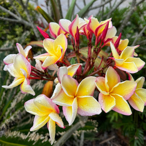 Plumeria Tricolor - Flor de mayo - Frangipani