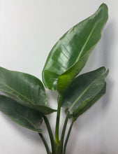 Cargar imagen en el visor de la galería, Ave del paraíso Gigante - strelitzia nicolai
