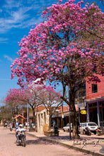 Cargar imagen en el visor de la galería, Lapacho rosado - Tabebuia
