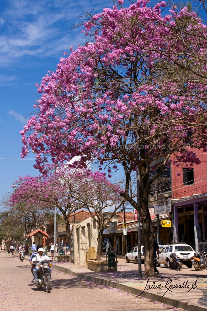 Lapacho rosado - Tabebuia