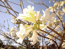 Cargar imagen en el visor de la galería, Lapacho blanco - Tabebuia
