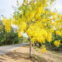 Cargar imagen en el visor de la galería, Cassia fistula - Lluvia de oro
