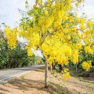 Cassia fistula - Lluvia de oro