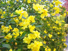 Cargar imagen en el visor de la galería, Jazmín Amarillo - Jasminum mesnyi
