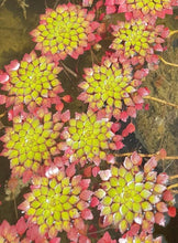 Cargar imagen en el visor de la galería, Ludwigia sedioides - mosaico

