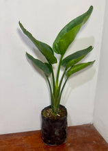 Cargar imagen en el visor de la galería, Ave del paraíso Gigante - strelitzia nicolai
