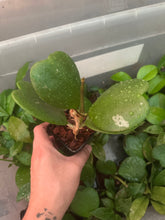 Cargar imagen en el visor de la galería, Hoya Kerrii
