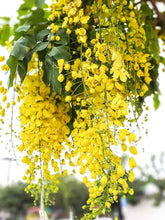 Cargar imagen en el visor de la galería, Cassia fistula - Lluvia de oro
