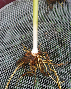 Rizoma de Totora - Typha angustifolia