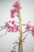 Cargar imagen en el visor de la galería, Sakura - Cerezo japones
