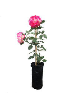 Rosal trepador - arbustivo
