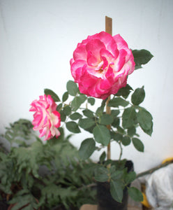 Rosal trepador - arbustivo