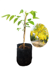 Cargar imagen en el visor de la galería, Cassia fistula - Lluvia de oro
