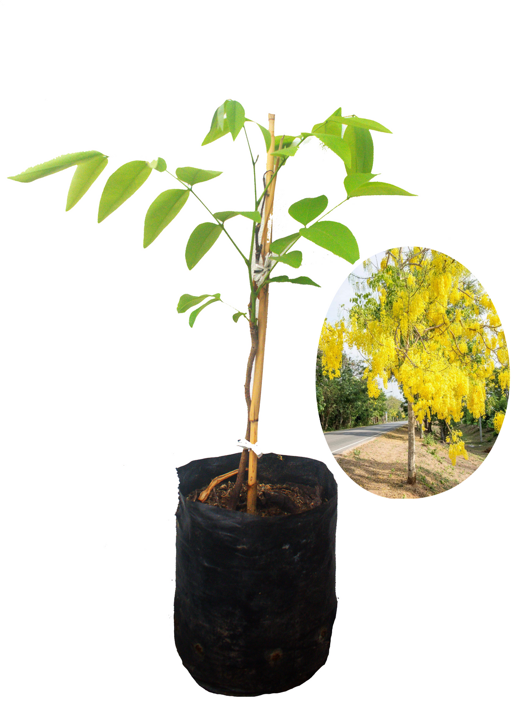 Cassia fistula - Lluvia de oro