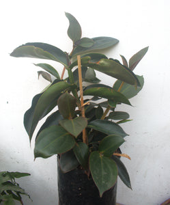 Medinilla