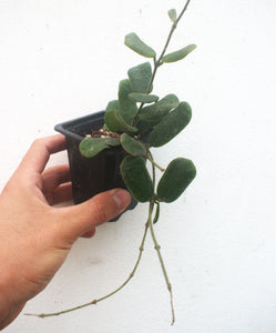 Hoya rotundiflora