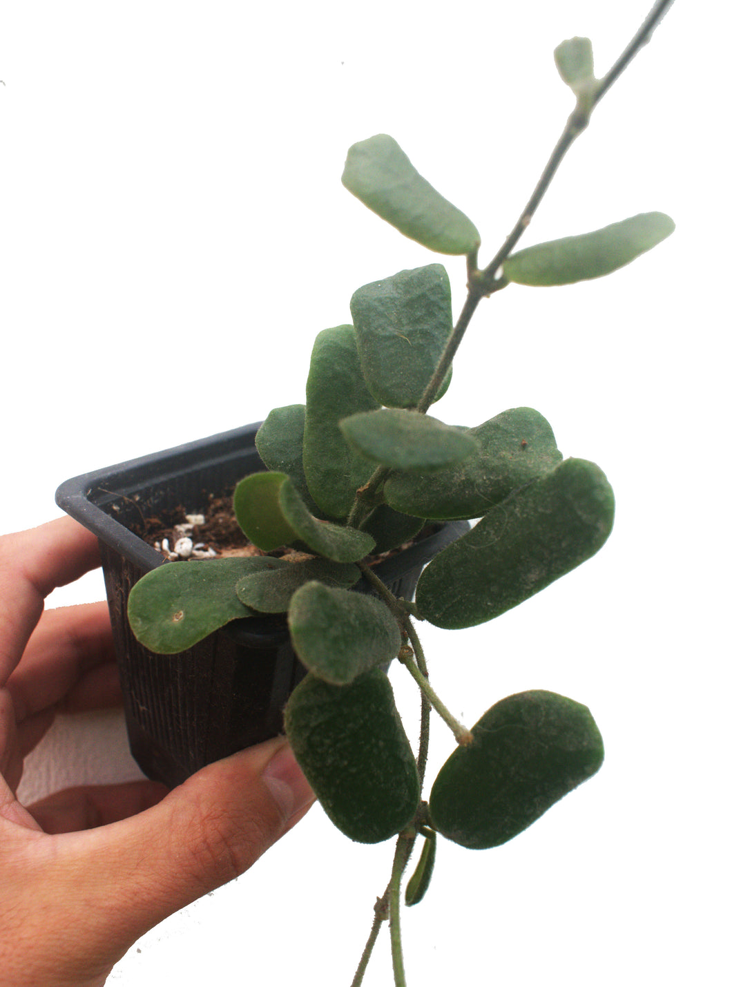 Hoya rotundiflora