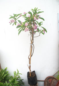 Lapacho rosado - Tabebuia