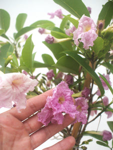 Lapacho rosado - Tabebuia