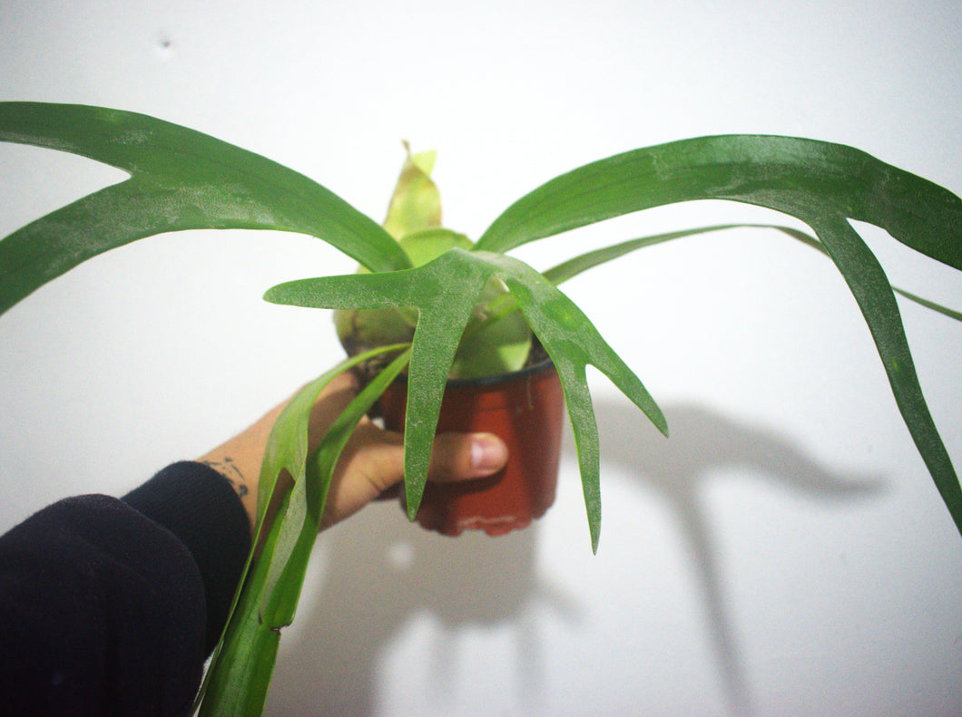 Platycerium - cuerno de alce
