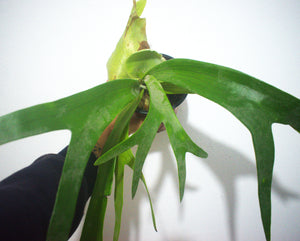Platycerium - cuerno de alce