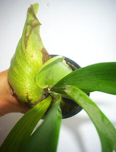 Platycerium - cuerno de alce