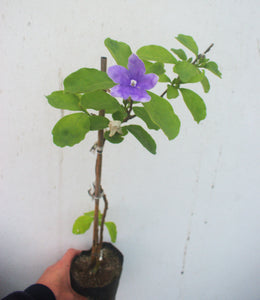 Brunfelsia - Jazmín Paraguayo