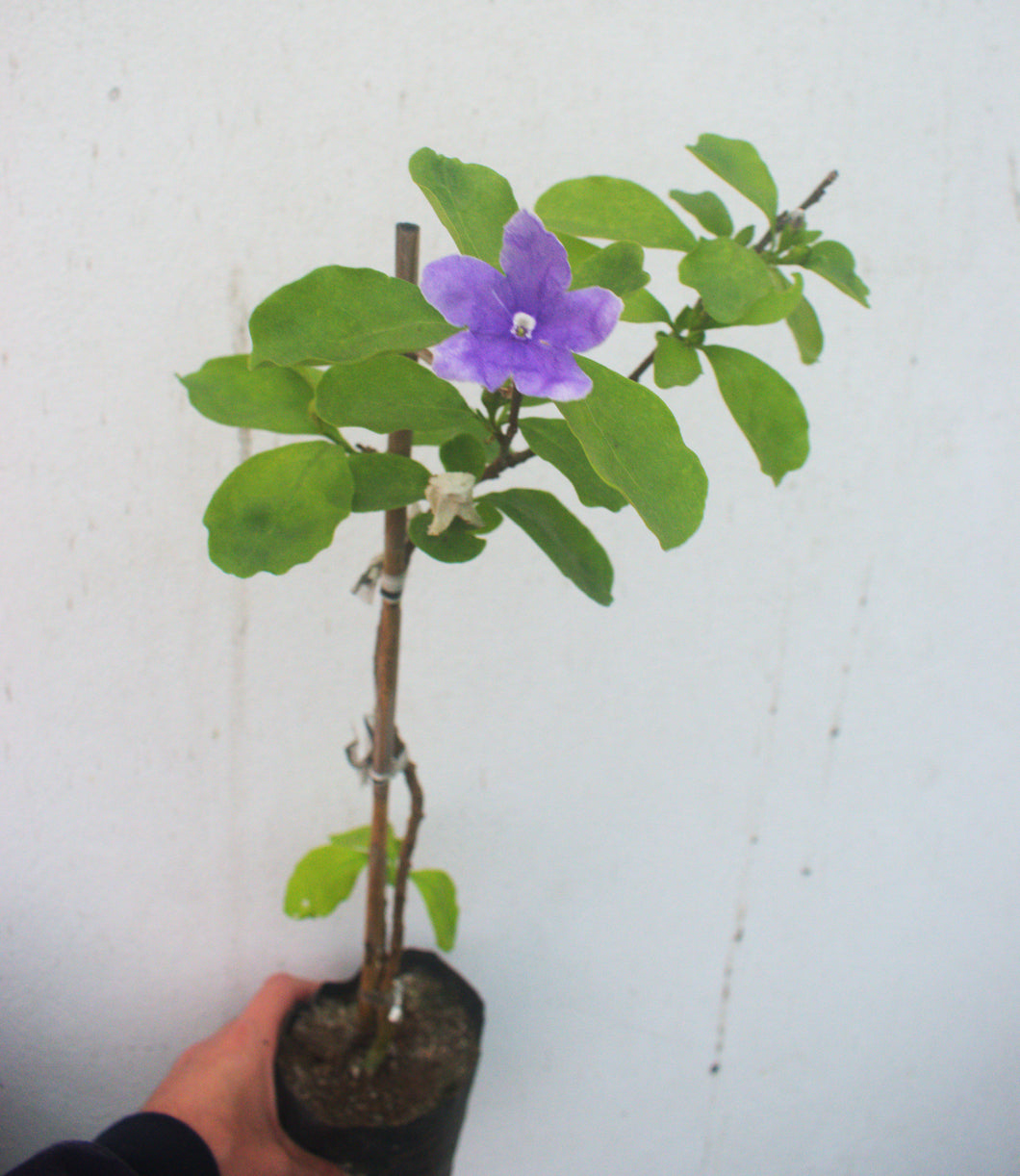 Brunfelsia - Jazmín Paraguayo