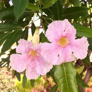 Lapacho rosado - Tabebuia